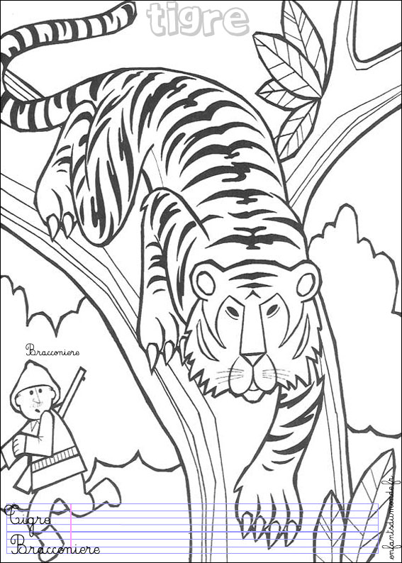 coloriage tigre 1